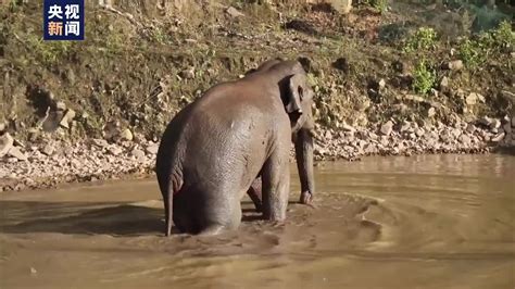 莲塘 夢到大象在水裡